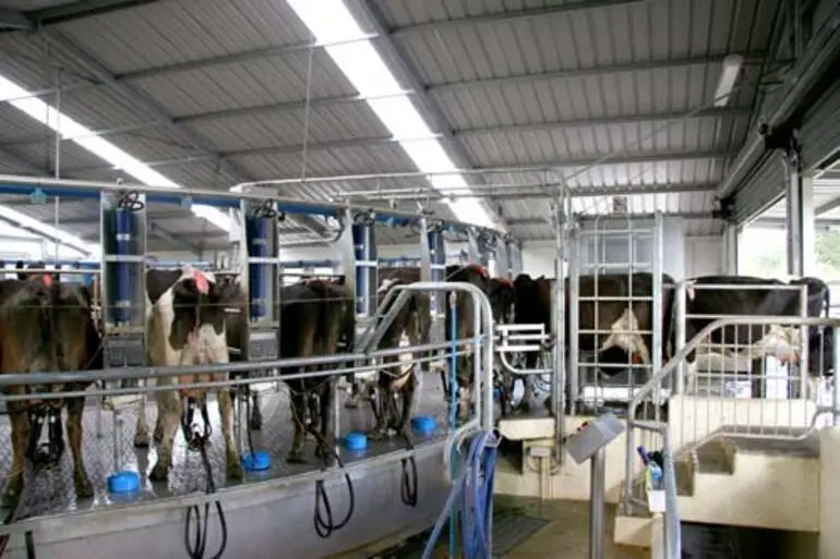 Image: Rotary milking