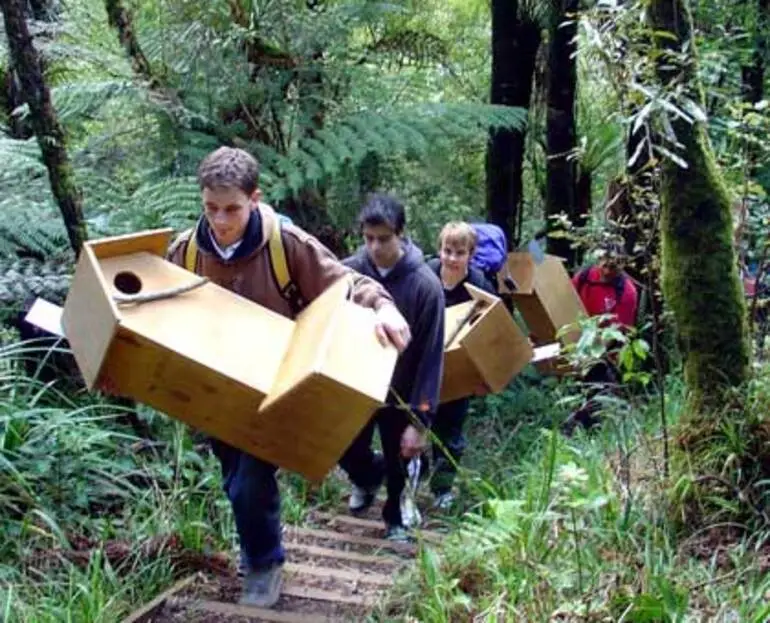 Image: Kōkako recovery