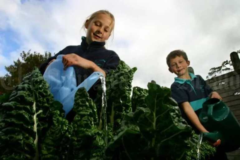 Image: School vegetables