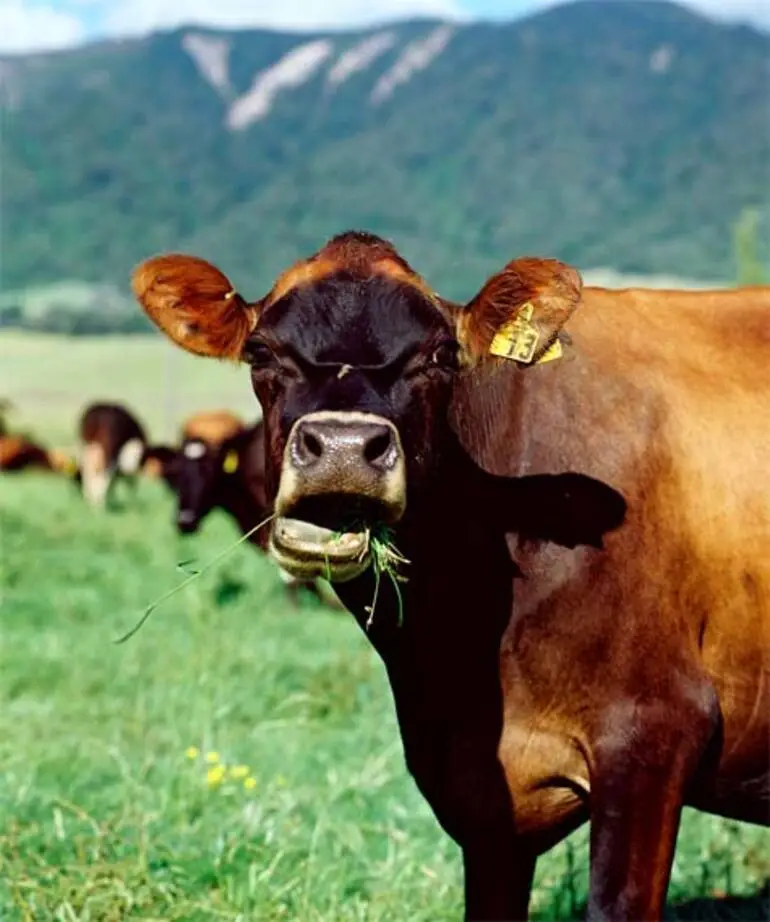 Image: Grazing dairy cattle