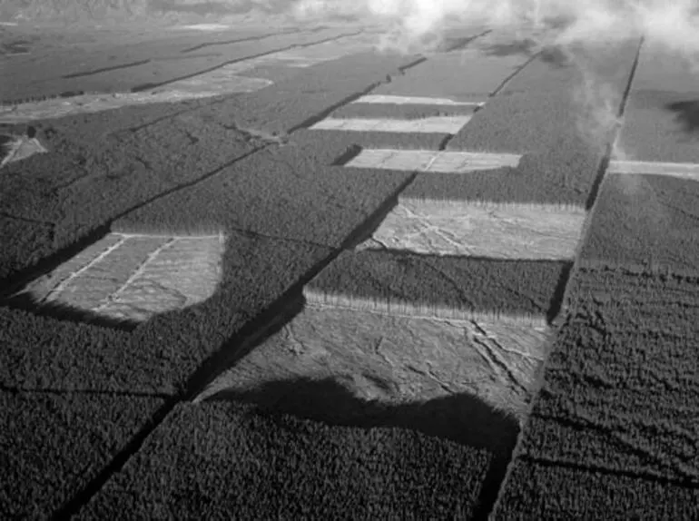 Image: Kāingaroa State Forest, 1960