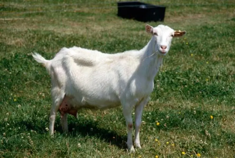 Image: Saanen milking goat