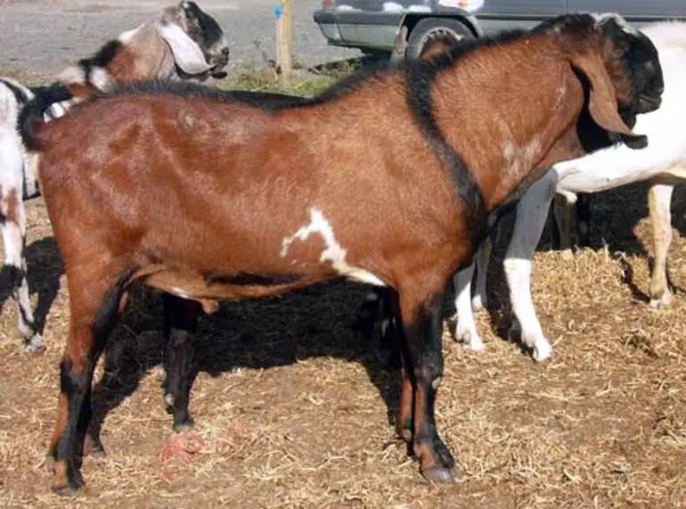 Image: Anglo-Nubian goats