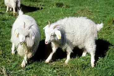 Image: Angora goats