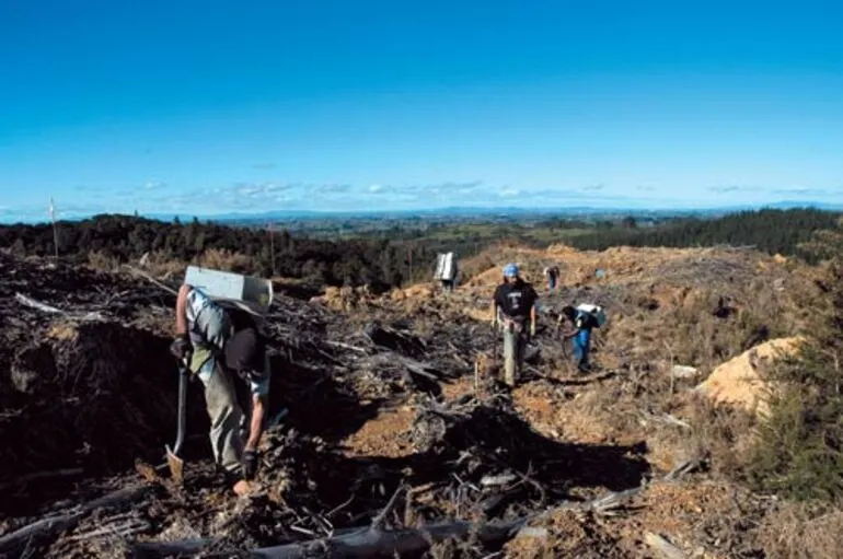 Image: Planting pines