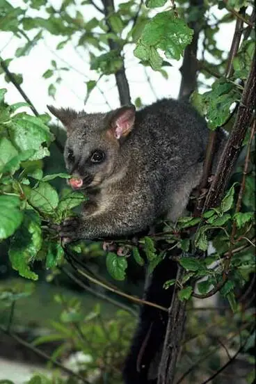 Image: Brushtail possum