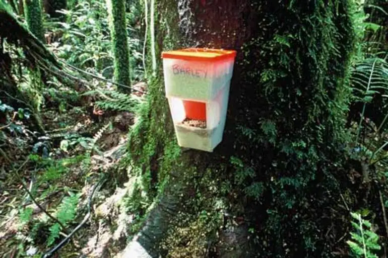 Image: Possum bait station