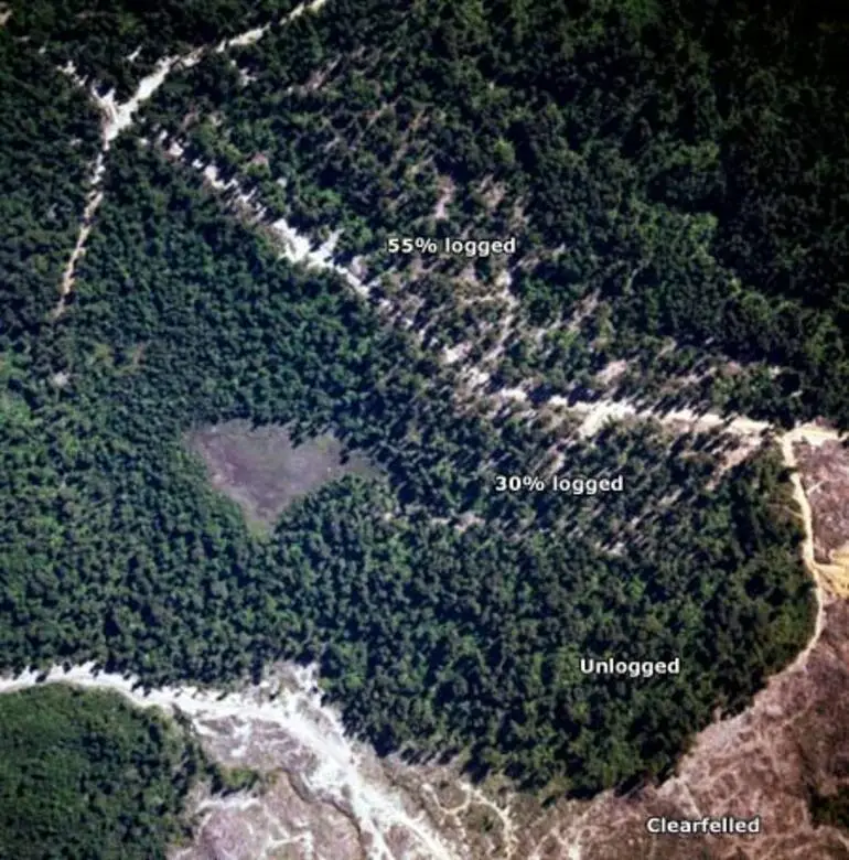 Image: Selective logging