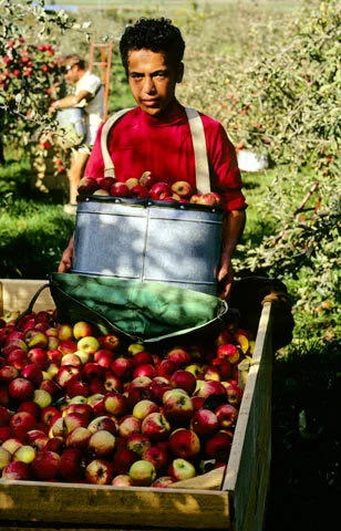 Picking apples Image: Picking apples