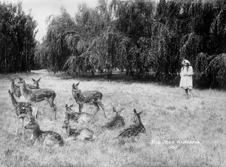 Image: Red deer