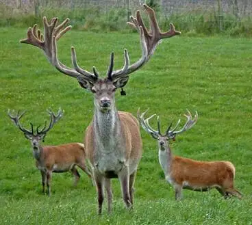 Deer farming Image: Deer farming
