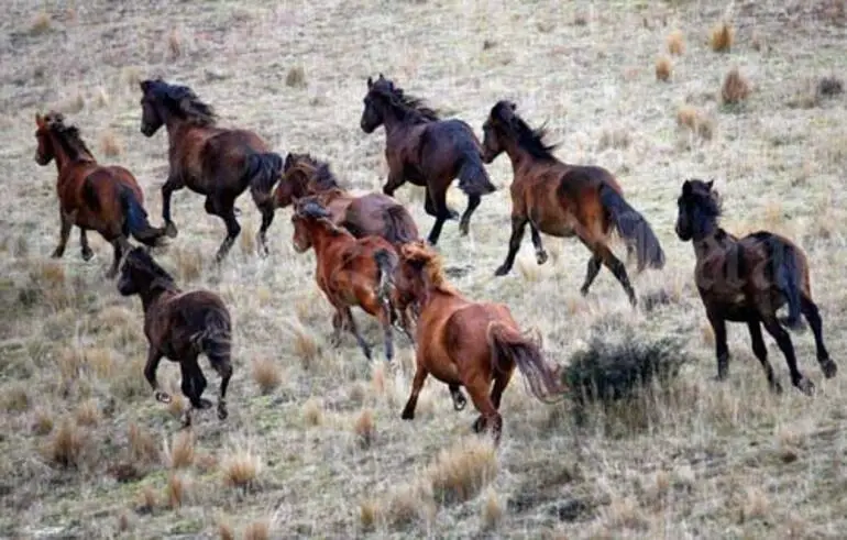 Image: Kaimanawa horses - Wild beauty