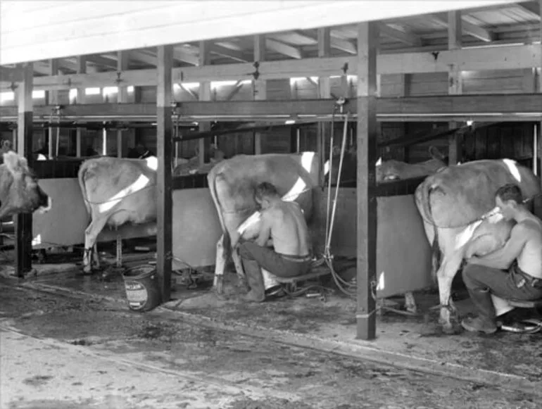 Image: Walk-through milking shed