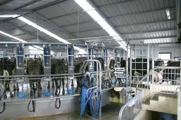 Image: Rotary milking shed