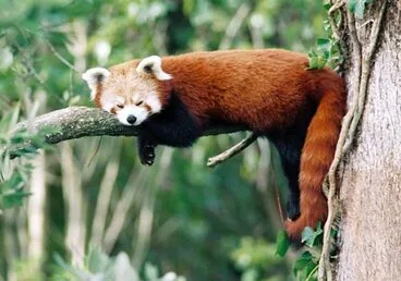 Image: Red panda