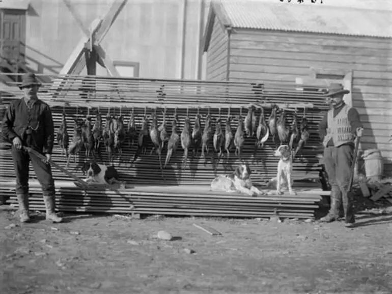 Image: A pheasant shoot