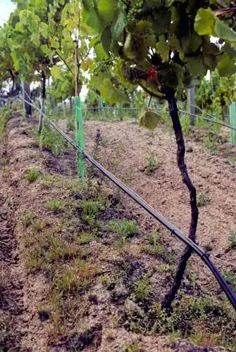 Image: Drip irrigation