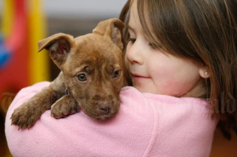 Image: A new puppy