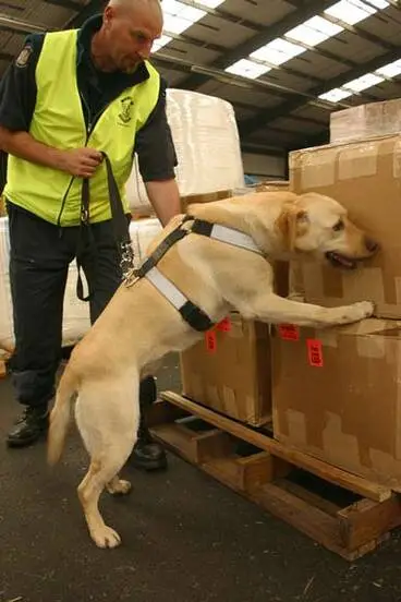 Image: Drug dog at work