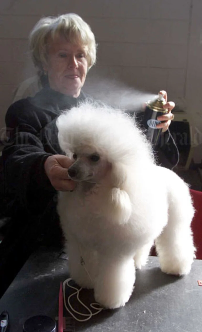 Image: Grooming a poodle