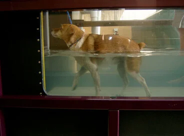 Image: Dog hydrotherapy