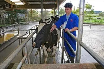 Vaccinating a cow Image: Vaccinating a cow