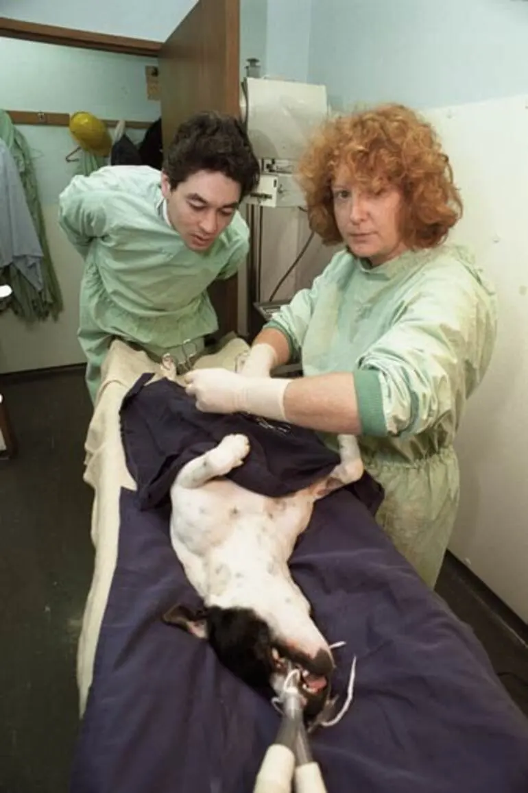 Image: SPCA vets