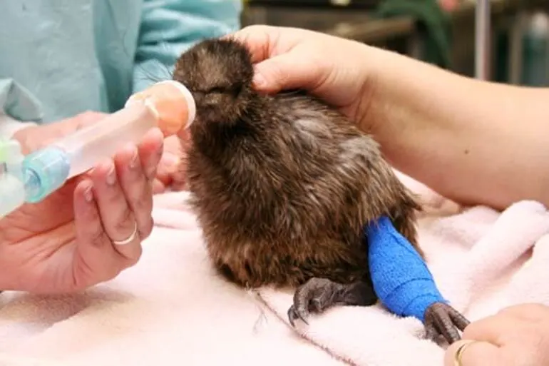 Image: Kiwi surgery