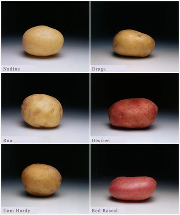 Image: Six potato types