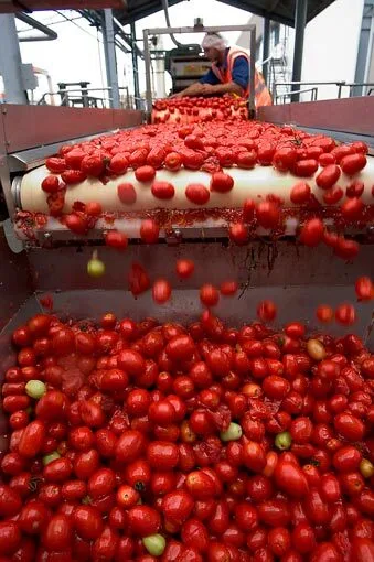 Image: Processing tomatoes