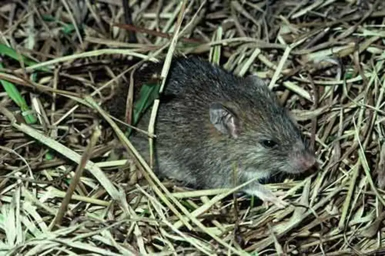 Image: The Pacific rat