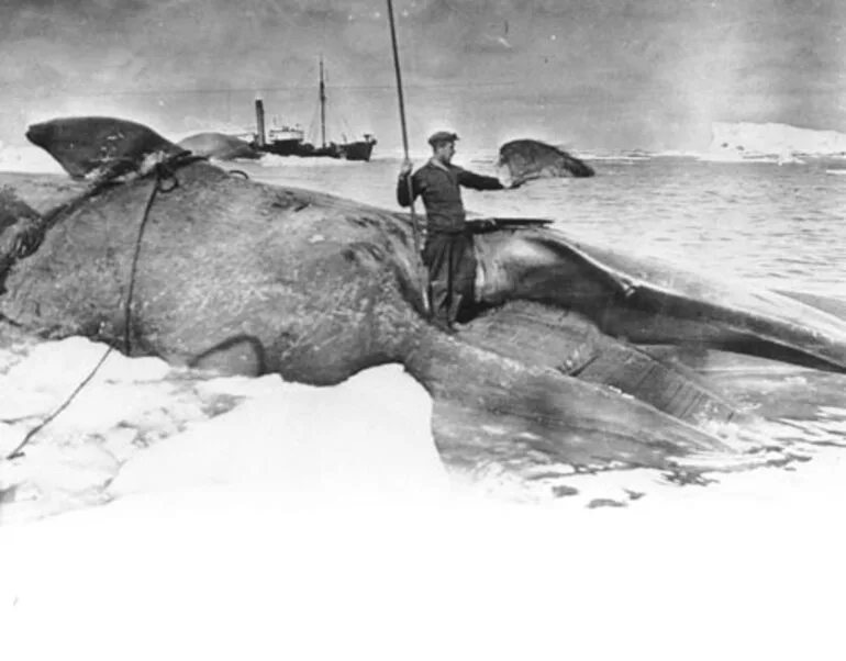 Image: Norwegian whaler, Ross Sea, Antarctica