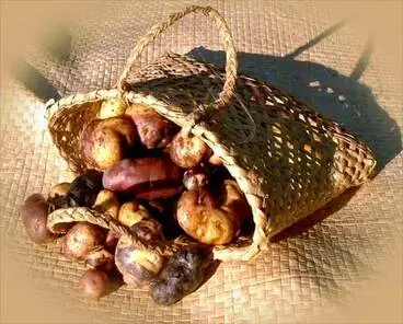 Image: Potato harvest
