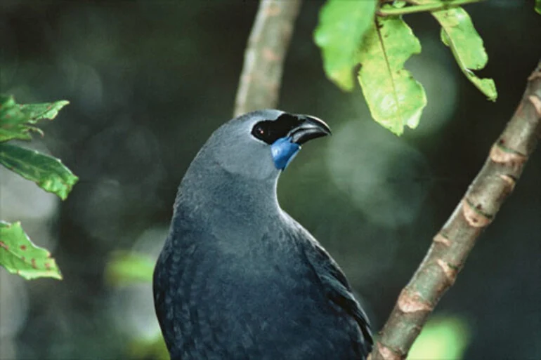 Image: Animals of Te Urewera