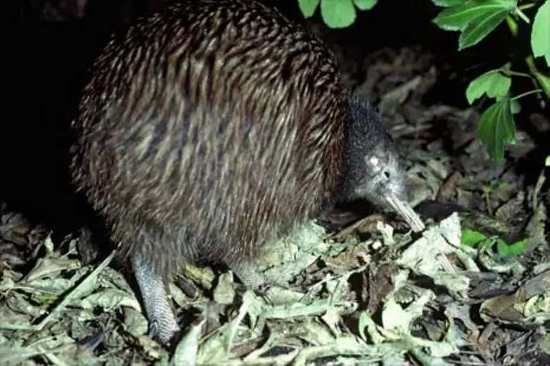 Image: North Island brown kiwi