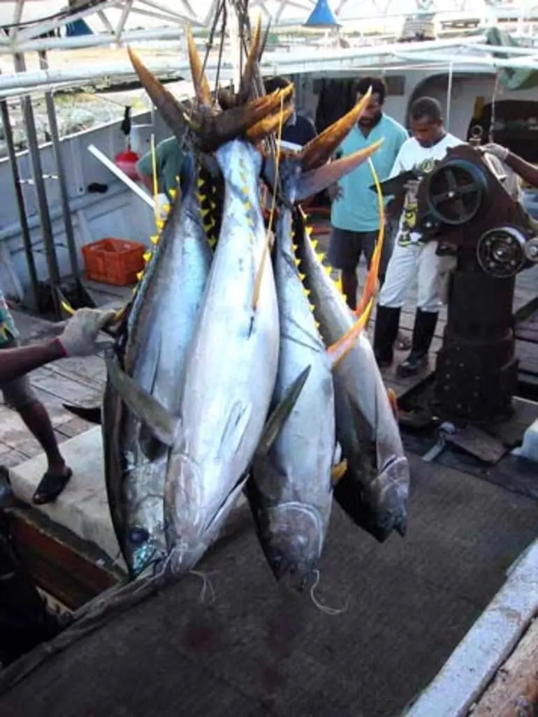 Image: Yellow-fin tuna