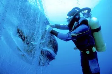 Image: Sunfish in a drift net