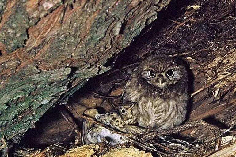 Image: Little owl with dead thrush