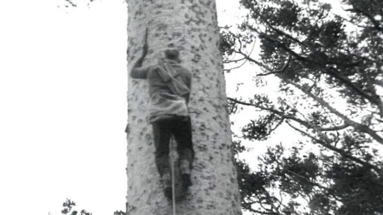 Image: Tree climbing