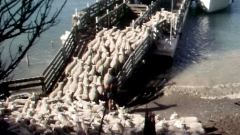 Image: D’Urville Island barge