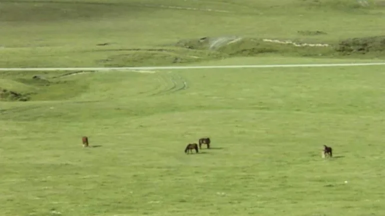 Image: Kaimanawa horses