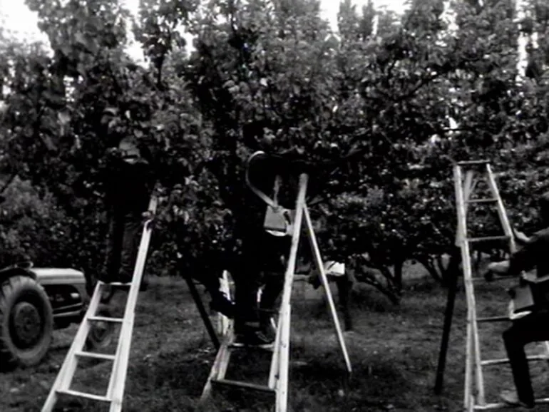 Image: First Country calendar programme