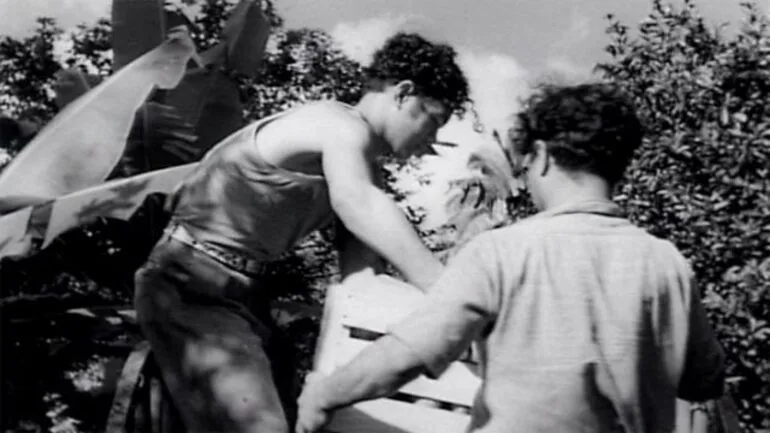 Image: Picking oranges in the Cook Islands, 1951