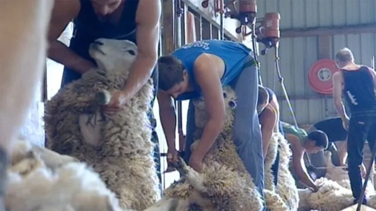 Image: Farm cadet scheme