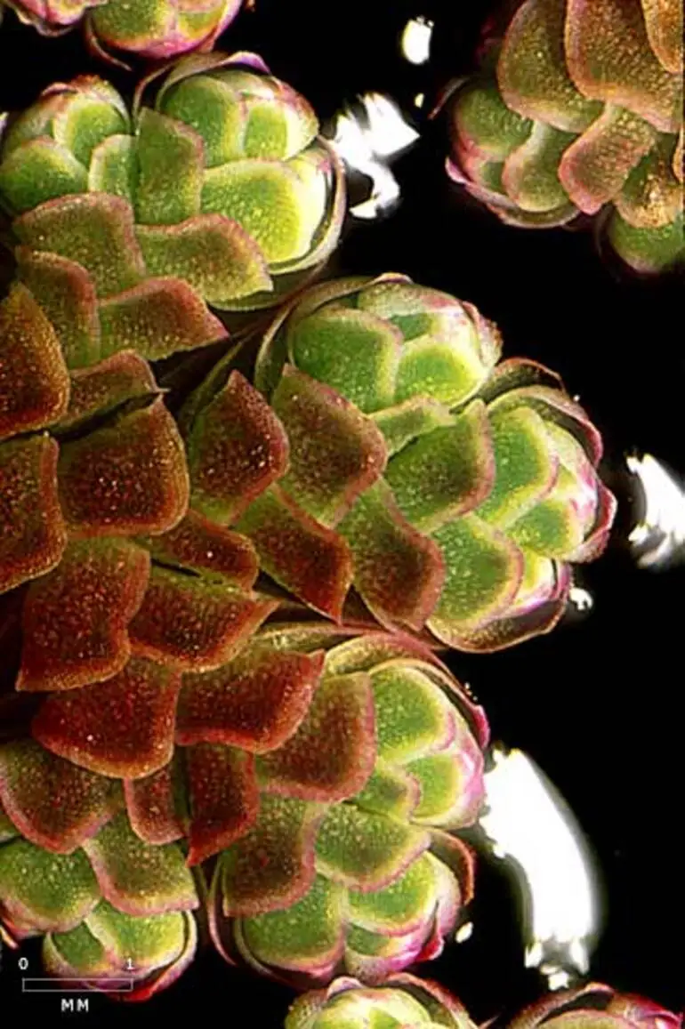 Image: Floating fern