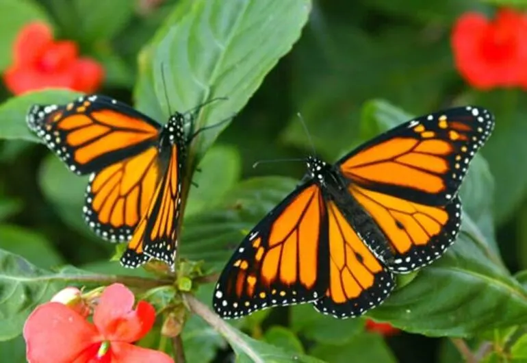 Image: Monarch butterflies