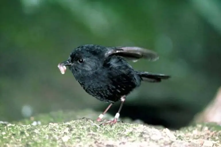 Image: Chatham Island black robin