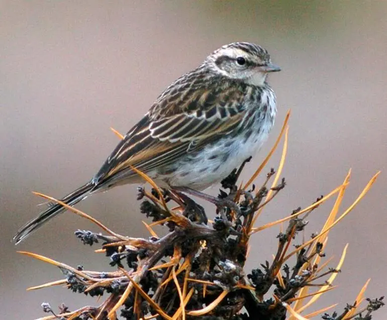 Image: New Zealand pipit