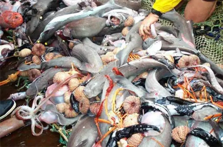 Image: A net from the ocean floor