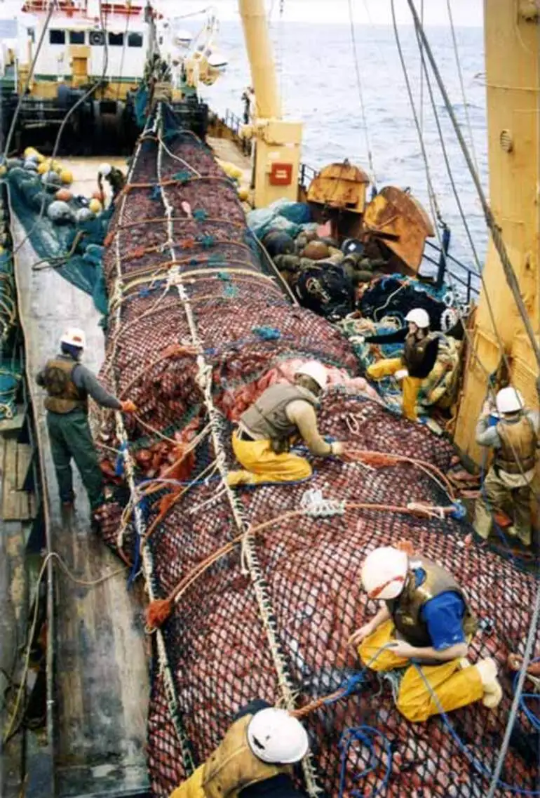Image: A trawler’s catch